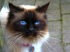 cat-2