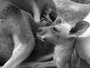 kangaroo-1