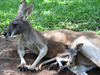 kangaroo2