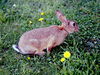 rabbitjpg