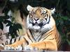 tiger-9_0