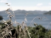 picton-2