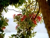picton-tree