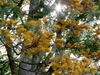 wattle