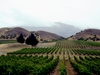 winery-nz
